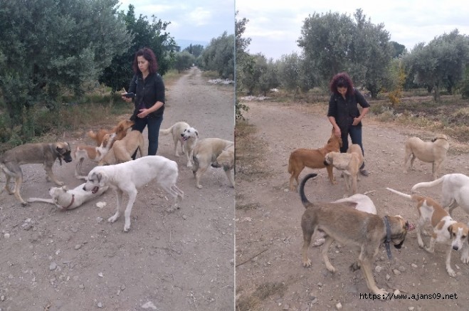 Sokak hayvanlarına yönelik kanun teklifi TBMM'ye Sunuldu...